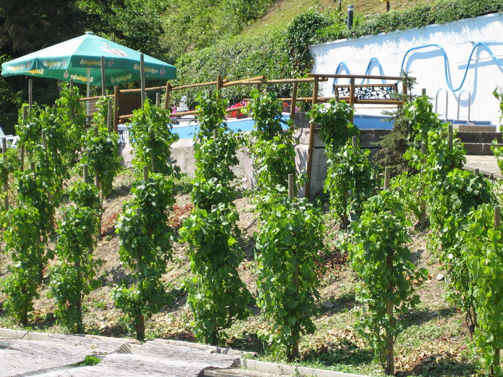 Landhotel Weinhaus Treis Weinähr 외부 사진